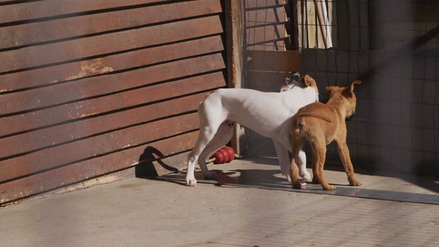 Two small rescued dogs are playing happily together at an animal shelter on a sunny day, seen through the fence. This video is ideal for use in articles, blogs, and campaigns about pet adoption, animal rescue, and the importance of supporting animal shelters. It evokes feelings of hope and compassion for abandoned animals finding new homes.