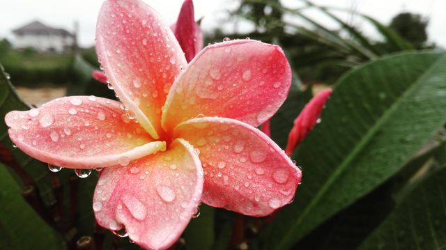 Beautiful close-up of pink plumeria flower covered in dew droplets. Ideal for nature enthusiasts and botanical studies, could be used in gardening magazines, websites about flowers or plant care, or decorating floral-themed blogs.
