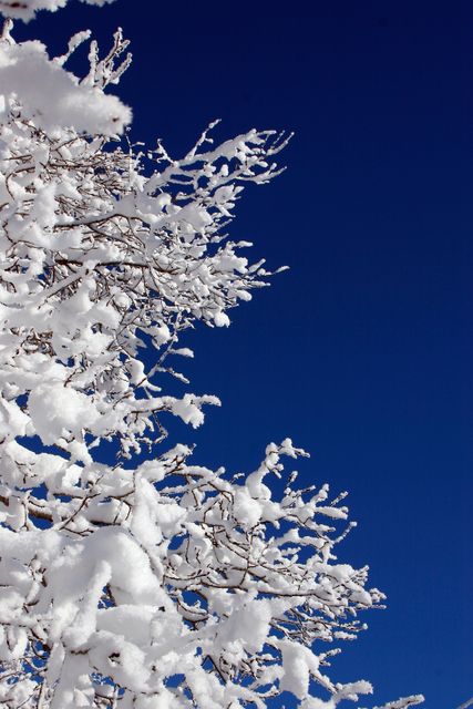 Snow-covered trees provide a stunning contrast against a clear, blue sky. This serene winter scene highlights the beauty of untouched snow clinging to tree branches. Perfect for nature-themed projects, winter holiday cards, seasonal promotions, and weather-related content. The image captures the calm and tranquility of a winter day, making it suitable for promoting outdoor activities, winter travel destinations, or decorative wall art.