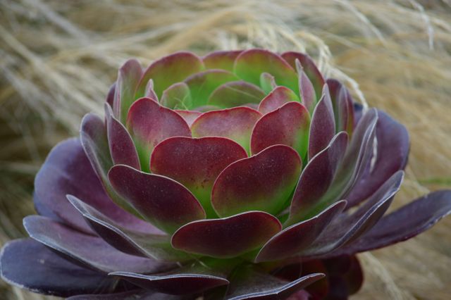 Close view of a vibrant succulent plant featuring green and purple leaves. Suitable for use in gardening blogs, websites about plants and nature, educational content on botany, or decorative elements in design projects focused on nature.
