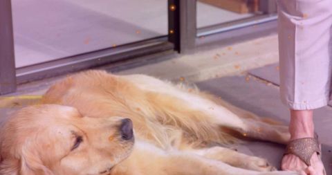 Golden Retriever lying calmly on doorstep beside owner legs in sandals and cropped pants