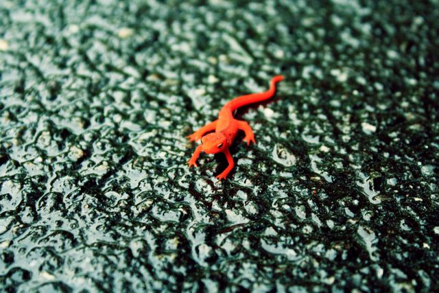 Bright red salamander resting on wet textured surface. Ideal for nature articles, wildlife awareness, and educational materials.