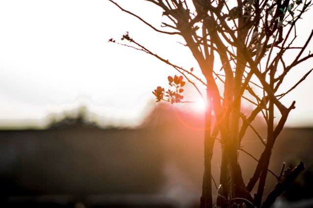 Sunset Light Filter through Scraggly Tree Branches - Download Free Stock Images Pikwizard.com