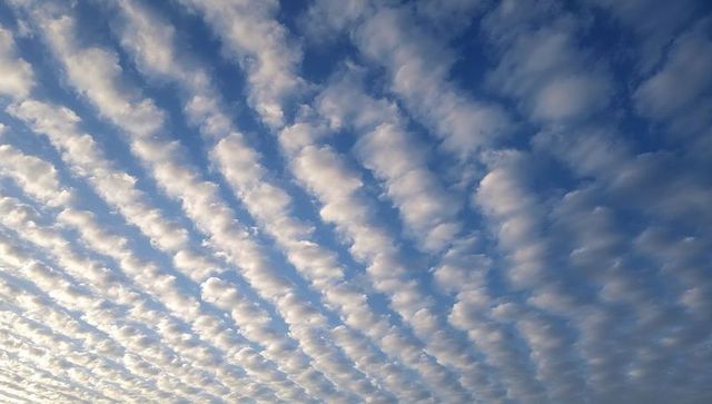Altocumulus clouds forming parallel rows over clear blue sky with soft sunrise light