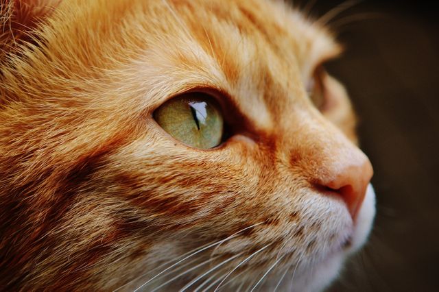 Close-up shows detailed view of orange tabby cat's eye. Ideal for pet care, animal lover blogs, and veterinary services websites. Useful for promoting pet products and animal welfare campaigns.