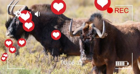 Wildlife Valentine: Antelopes Starring in Interactive Love Show