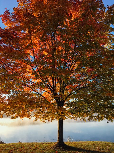 Vibrant Autumn Tree in Morning Light by Lake - Download Free Stock Photos Pikwizard.com
