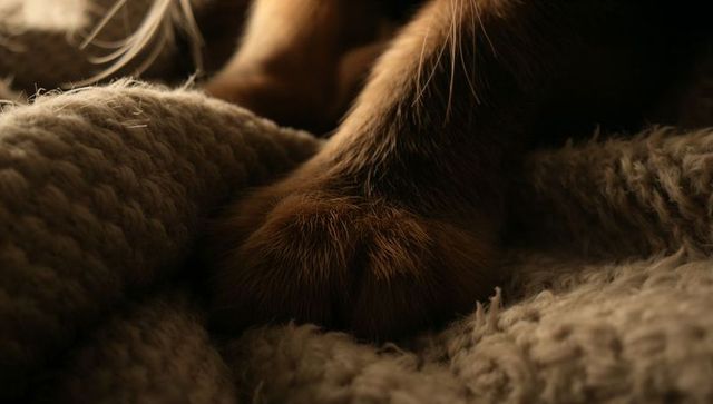 Cozy brown cat paws resting on chunky knitted blanket close-up, fur and whisker texture