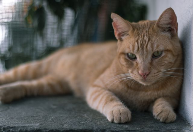 This image captures a relaxed orange tabby cat with green eyes resting indoors. Perfect for promoting pet care products, cat adoption campaigns, and animal well-being initiatives. Ideal for use in blogs, websites, and social media posts highlighting the comfort and relaxation of pets at home.