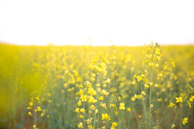 Sunlit field of yellow wildflowers blooming in rural area. Ideal for use in nature-related projects, spring promotions, botanical studies, and backgrounds for inspirational or serene themes.