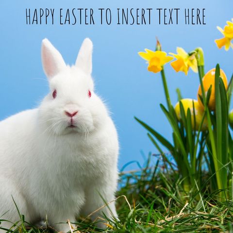 white rabbit with daffodils representing easter joy - Download Free Stock Templates Pikwizard.com