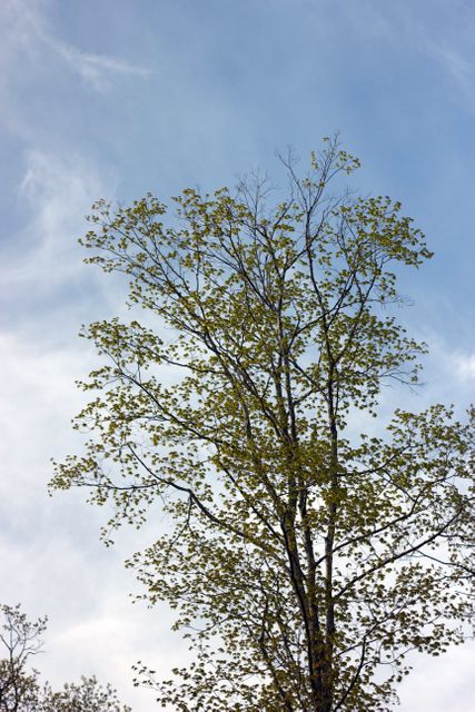 This image features a tall tree with green leaves reaching towards a clear blue sky. It evokes a sense of peace and calm, making it suitable for environmental campaigns, nature blogs, or outdoor lifestyle branding. The image's composition emphasizes the intricate patterns of branches and leaves, making it perfect for highlighting the beauty of nature.