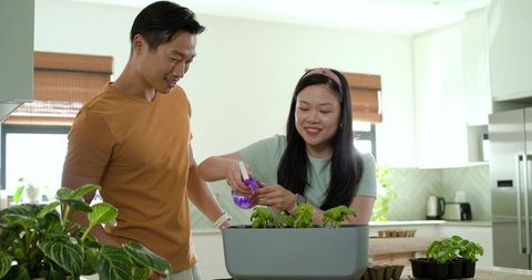 Asian couple tending indoor herb garden in modern sunlit kitchen, misting seedlings, minimal