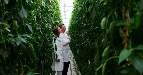Agricultural Scientists Analyzing Greenhouse Plants - Download Free Stock Images Pikwizard.com