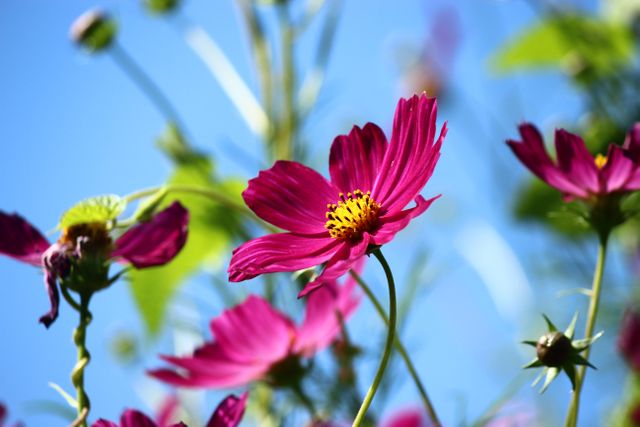 Purple Cosmos flowers with yellow centers blooming under a clear blue sky. This image captures the beauty and vibrance of garden flowers, perfect for use in nature blogs, gardening websites, floral decorations, or greeting cards.
