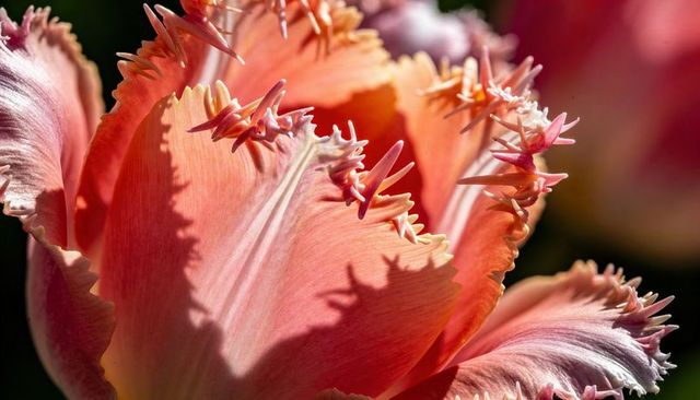 Coral fringed tulip closeup showing ruffled spiky petal edges and velvet texture