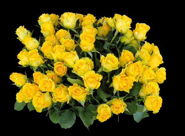 Large bouquet of vibrant yellow roses with green leaves, isolated on black background. Ideal for use in floral design, romantic greeting cards, wedding invitations, or as decorative imagery for websites and advertising related to gifts and celebrations.