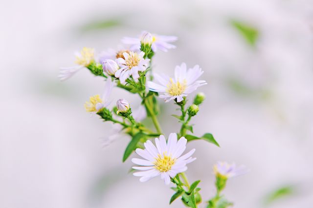 Close-Up of Delicate White Daisies in Bloom - Download Free Stock Photos Pikwizard.com