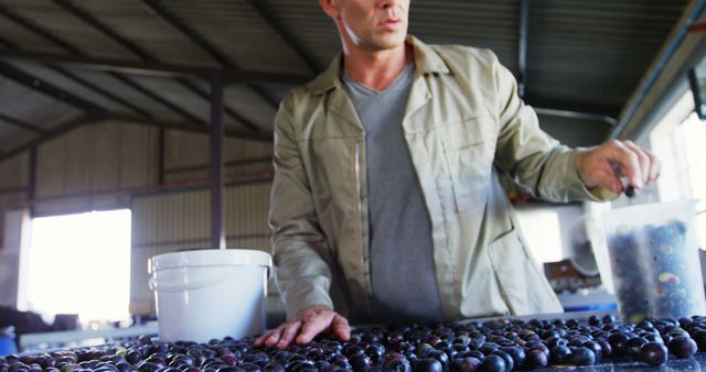 Man Sorting Freshly Harvested Olives in Industrial Shed - Download Free Stock Images Pikwizard.com