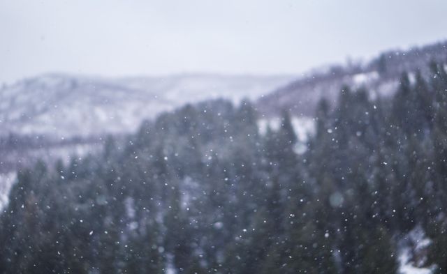 Snow Falling on Pine Covered Mountain Landscape - Download Free Stock Photos Pikwizard.com