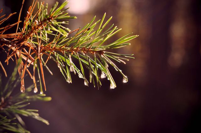 Photo depicts a close-up of pine needles covered with dew drops, captured during early morning hours outdoors. Sunlight highlights the freshness of nature, exuding tranquility and peace. Ideal for use in nature photography collections, websites or projects that focus on the beauty of natural elements, environmental conservation, or illustrating concepts of new beginnings and freshness.