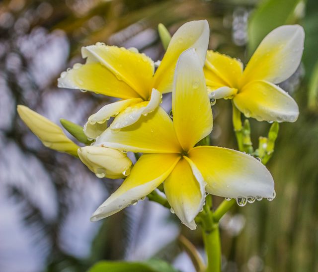 Yellow plumeria flowers glistening with dew droplets captured in a tropical garden setting. Ideal for use in nature blogs, gardening websites, floral advertisements, and botanical presentations due to the vibrant colors and fresh, natural appeal.