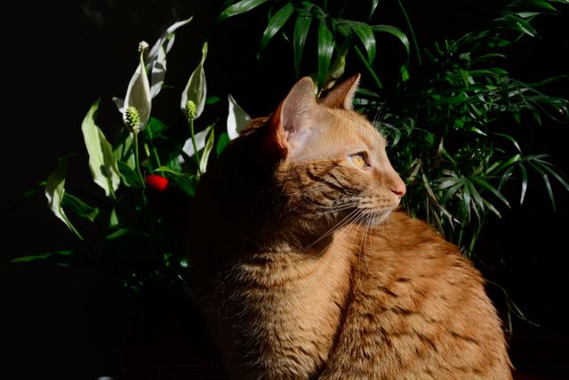Domestic ginger cat sitting in corner with sunlight filtering through house plants. Ideal for promoting cozy home living, pet care products, or house plant maintenance. Reflects tranquil household environment with pet and nature.
