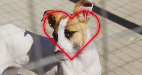 Delightful Dog with Heart Overlay Celebrating National Dog Day - Download Free Stock Images Pikwizard.com