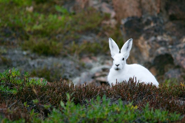 The white hare is blending into its natural surroundings amidst green vegetation. Perfect for use in materials related to wildlife, nature, animal habitats, and environmental themes. Useful for wildlife documentaries, educational content about animals and ecology, and promotional materials focused on outdoor activities.