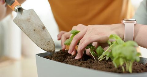 Asian couple planting green seedlings in gray indoor planter with pink smartwatch