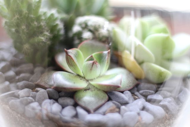 Close-up of succulent plants arranged with pebbles, captured with a soft focus effect, making the composition dreamy and organic. Ideal for use in home decor concepts, gardening blogs, botanical study material, and wellness content.