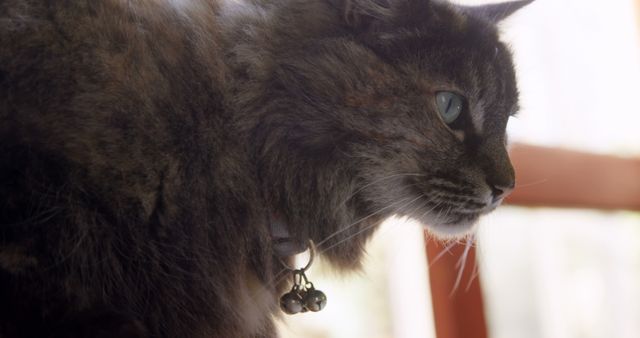 A close-up of a fluffy cat with striking blue eyes and a bell collar, gazing intently outside. Its thick fur and attentive expression suggest a keen interest in its surroundings.