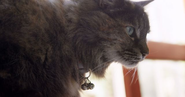 Close-up Profile of Cat with Bell Collar in Soft Light - Download Free Stock Images Pikwizard.com