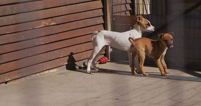 Two young dogs stand in a sunlit enclosure, looking curious and playful. The wooden fence and open space suggest they are in a safe, enclosed area. This stock photo is ideal for use in animal shelter promotions, pet adoption campaigns, and visual content highlighting companionship and love for pets.