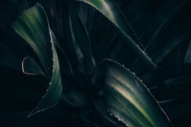 Close-up of dark green aloe leaves showing their sharp, jagged edges. Ideal for use in botanical studies, natural health publications, or advertising natural products. Provides an exotic, mysterious feel suitable for backgrounds or themes involving the beauty and complexity of nature.