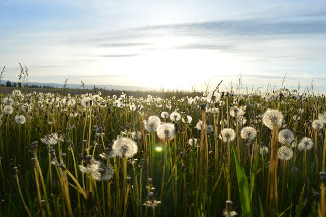 Sunset over field of dandelions in bloom, capturing the beauty of nature in full bloom. This tranquil, serene landscape photo can be used for backgrounds, nature campaigns, wellness blogs, and inspirational visuals. Perfect for promoting a sense of calm and peace.