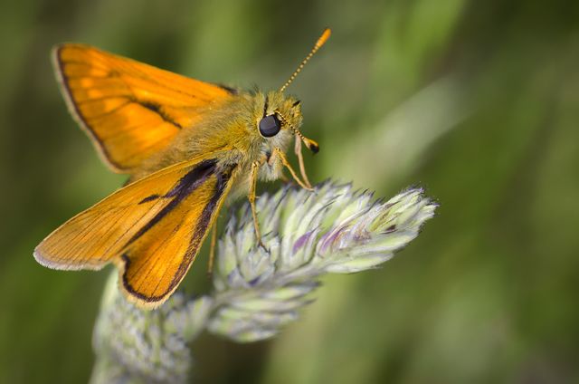 Orange moth resting on a plant. Ideal for nature publications, educational content on butterflies and moths, wildlife documentaries, and insect identification guides.