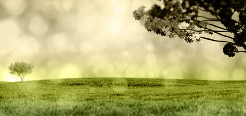 Serene Grass Field with Bokeh Light on Transparent Background - Download Free Stock Videos Pikwizard.com