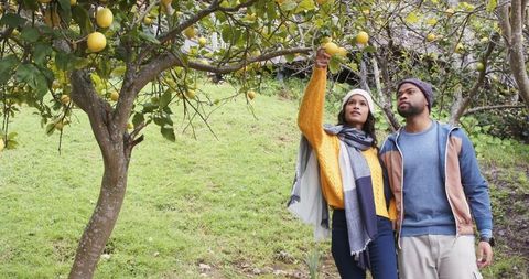 Couple picking citrus fruit on grassy hillside wearing beanies and scarves celebrating harvest