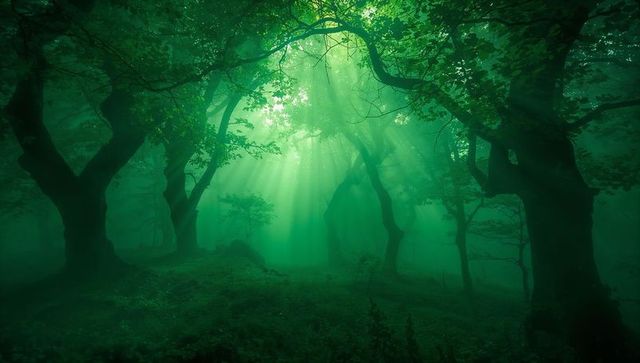 Misty emerald forest with sunbeams piercing canopy, illuminating mossy trunks, ferns, fog
