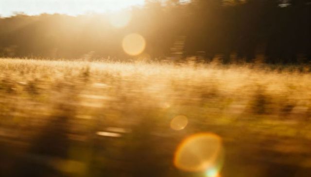 Golden meadow at sunset backlit tall grasses bathing in warm light with lens flares