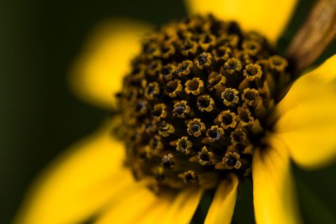 Macro close-up of bright yellow flower petals