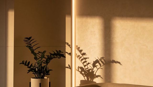 Houseplant casting sharp shadow on sunlit beige wall in minimal interior corner