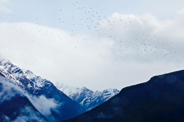 Flock of birds flying above a majestic snowy mountain range on a cloudy day. Useful for nature, winter landscapes, travel, outdoor inspiration, and conservation projects. Perfect for adding a touch of wilderness to websites, brochures, and social media campaigns.