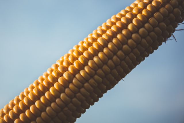 Ripe corn cob showcased in close-up with clear blue sky background. Ideal for agricultural blogs, food industry reports, farming newsletters, and nature-focused content about crops and harvest.