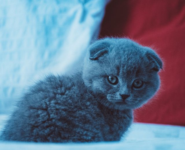 This image features a cute Scottish Fold kitten with blue fur resting on a bed. Perfect for use in pet-related content, cat care articles, or social media posts highlighting the charm of domestic cats. Ideal for websites, blogs, or print media related to animals, pets, or veterinary services.