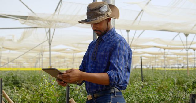 A middle-aged Hispanic man in a cowboy hat is focused on a tablet while standing in a greenhouse, with copy space. His attire and the setting suggest he may be a farmer or agricultural manager utilizing technology to monitor crop growth.