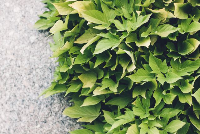 Lush green leaves covering half the frame with a rough stone texture forming the background. Perfect for use in eco-friendly designs, nature-themed projects, or backgrounds for environmental concepts.