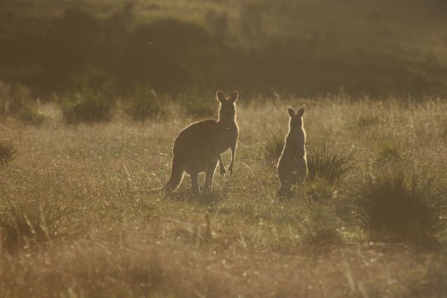 Kangaroos standing in a grassland during sunset, bathed in warm light. Perfect for nature and wildlife blogs, travel websites showcasing Australian landscapes, educational material on native Australian wildlife, and calming nature-themed content.