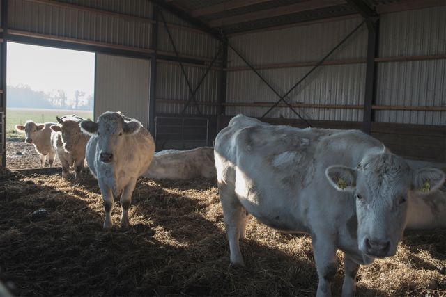 Image shows white cattle inside barn under sunlight. Useful for topics on agriculture, animal husbandry, and livestock management. Can be used in blogs, articles, and media focusing on rural life, farming techniques, and indoor barn conditions.